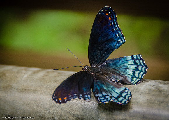 Red Spotted Purple