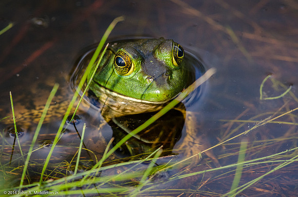 Pig Frog