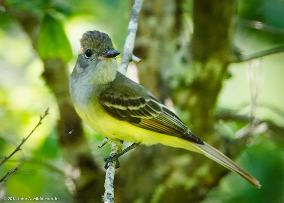 Great Crested Flycatcher