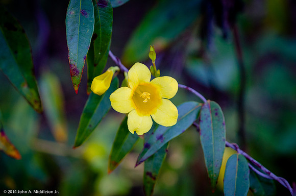 Carolina Jessamine