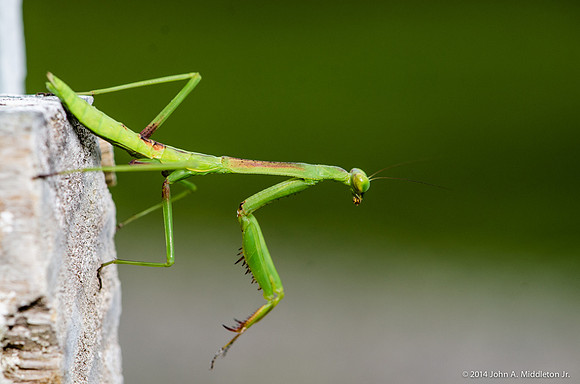 Praying Mantis