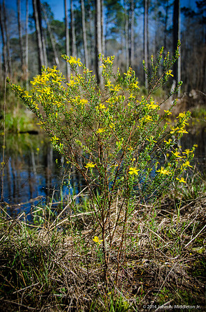 Flatwoods St. Johnswort