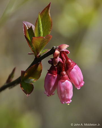 Fetterbush (Lyonia lucida) at Big Shoals S.P.