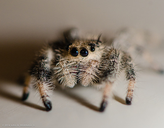 Jumping Spider