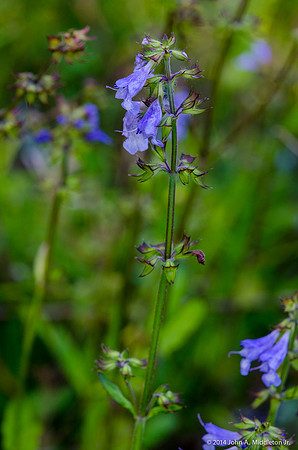 Lyre Leaf Sage