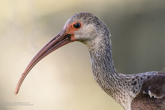 White Ibis Portrait