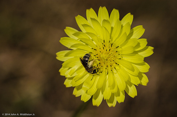 Native Bee on Dandelion