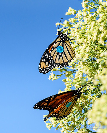 Tagged Monarchs