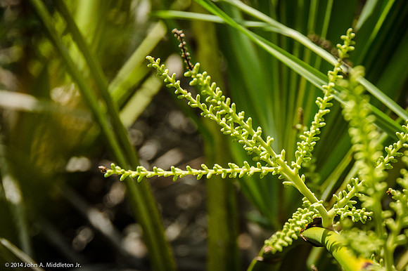 Saw Palmetto