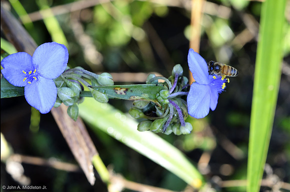 Honeybee on Spiderwort