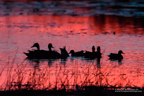 Ducks at Dawn