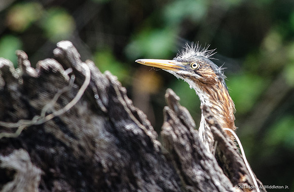 Juvenile Green Heron