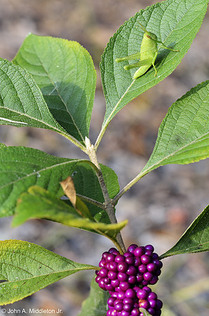 Hopper on American Beautyberry