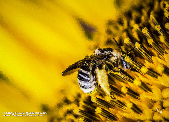 Native Bee on Sunflower