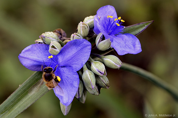 Honeybee Gathering Pollen from Spiderwort
