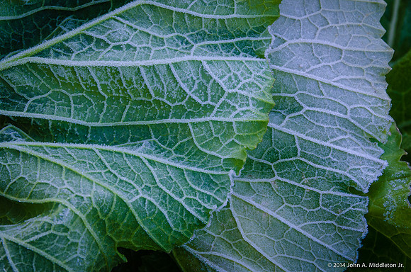 Frosty Mustards