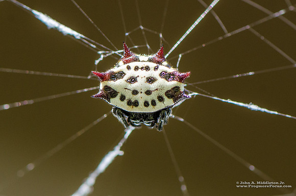 Spiny Orb-weaver
