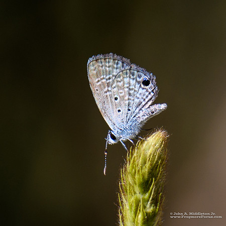 Ceraunus Blue