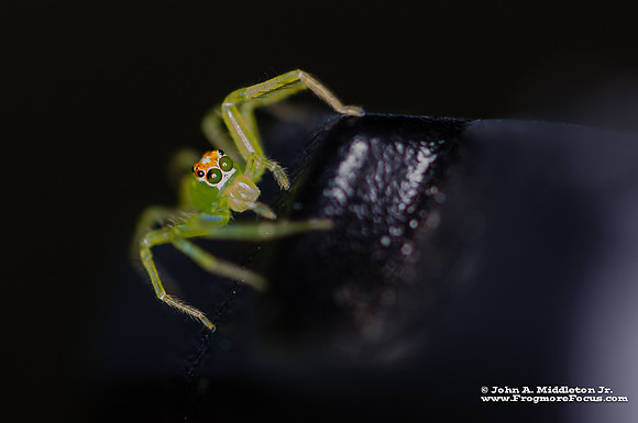 Magnolia Green Jumping Spider