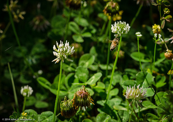 Honeybee Flying in Clover