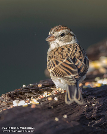 Chipping Sparrow