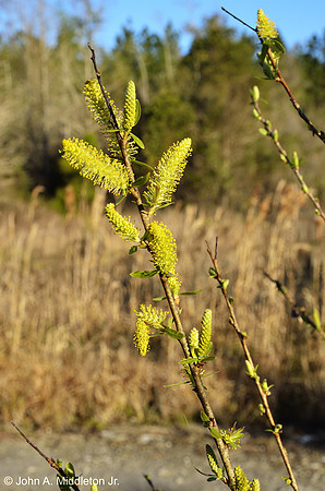 Black Willow Blooming