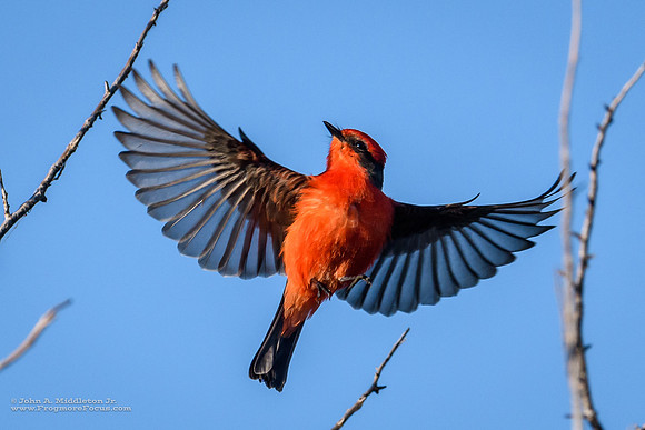 Vermillion Flycatcher