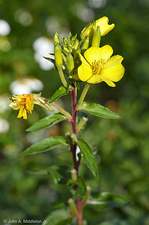 Luddwigia sp.