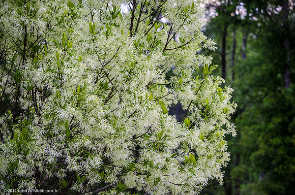 Fringe Tree