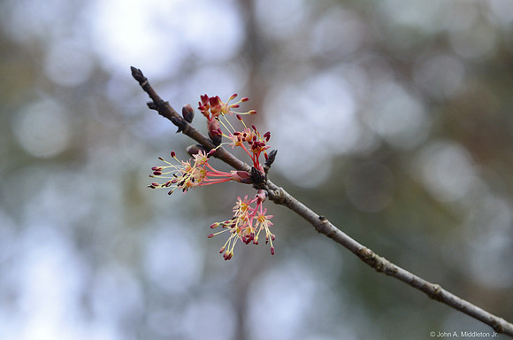 Red Maple Blossoms