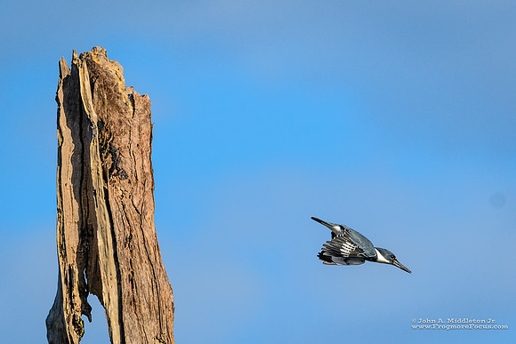 Feathered Bullet