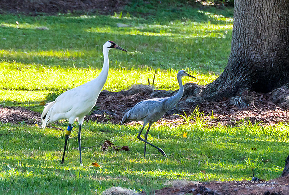 Whooper with Sandhill Juvie
