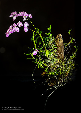 Dendrobium on Cypress Knee