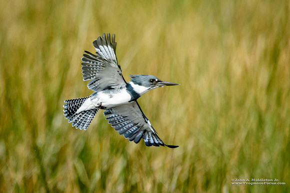 Kingfisher Over the Marsh