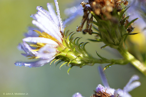 Aster Blossom