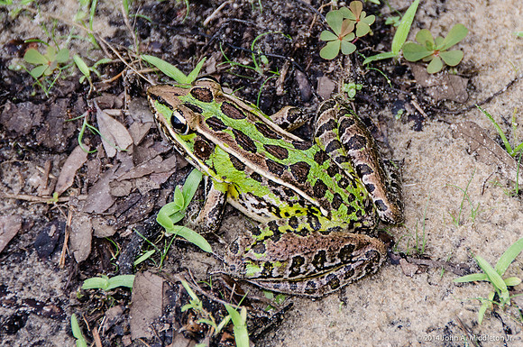Southern Leopard Frog