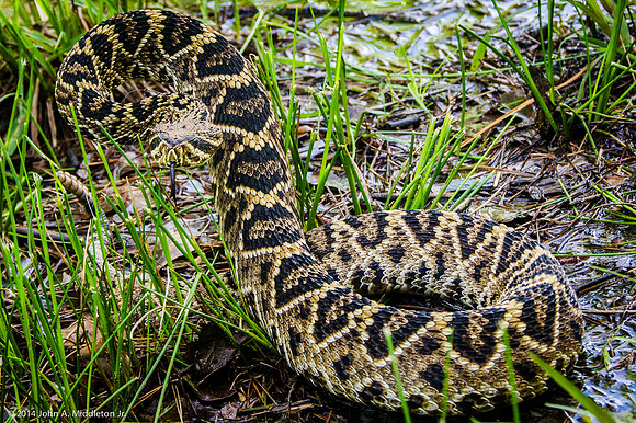 Eastern Diamondback Rattlesnake