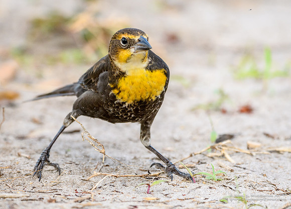 Dancing Blackbird