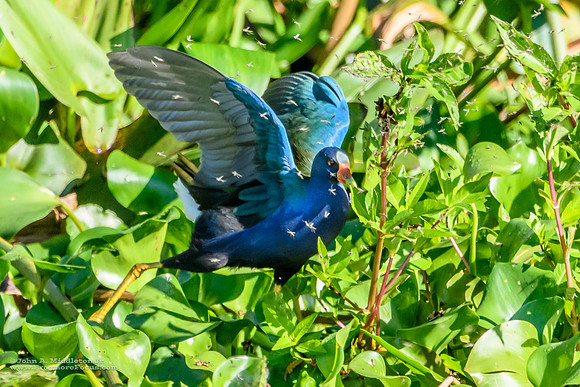 Midge Feast