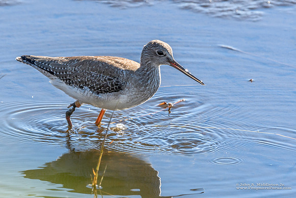 Greater Yellowlegs