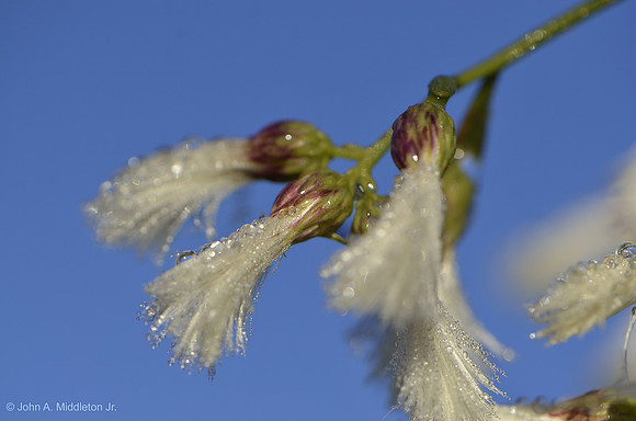 Salt Myrtle Blossoms