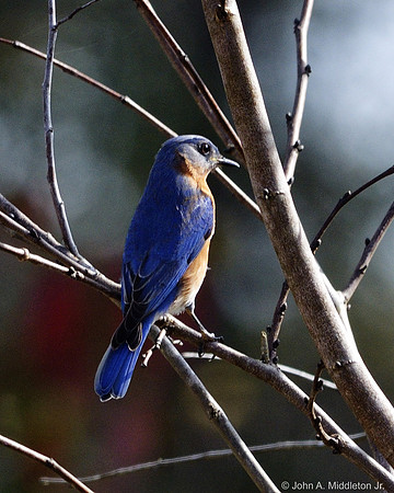 Eastern Bluebird in Winter Redbud