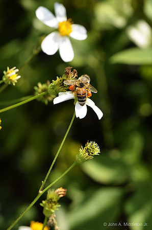 Honeybee on Spanish Needle