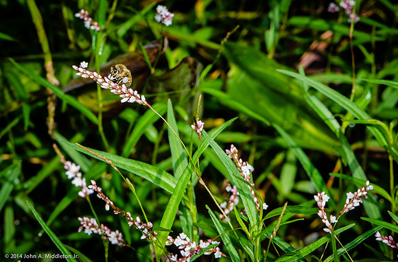 Smart Weed with Honeybee