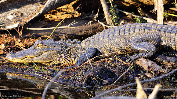 American Alligator Basking in Afternoon Suin