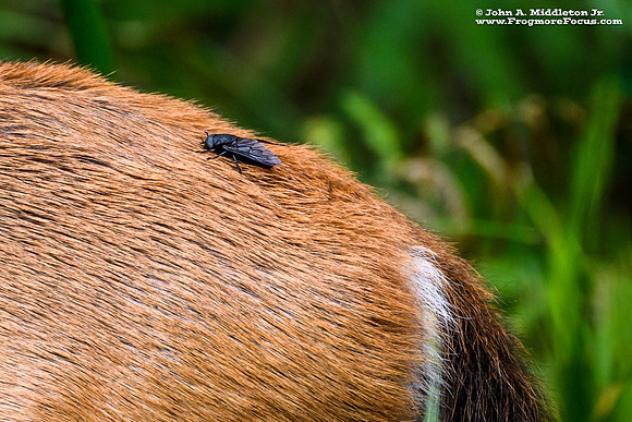 Horsefly Dining on Venison Rump