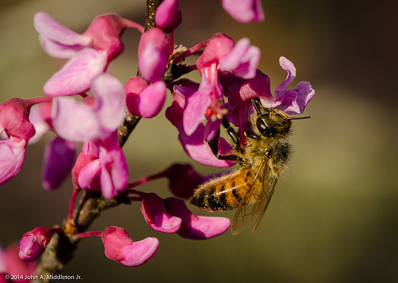 Honeybee Nectaring on Redbud