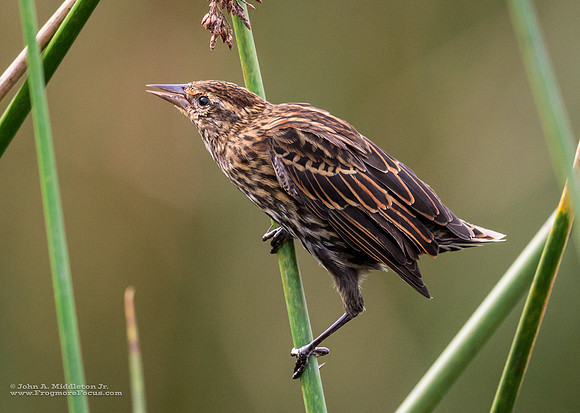Red-winged Blackbird (molting female)