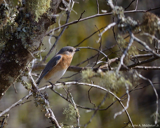 Eastern Bluebird (female) in Redbud