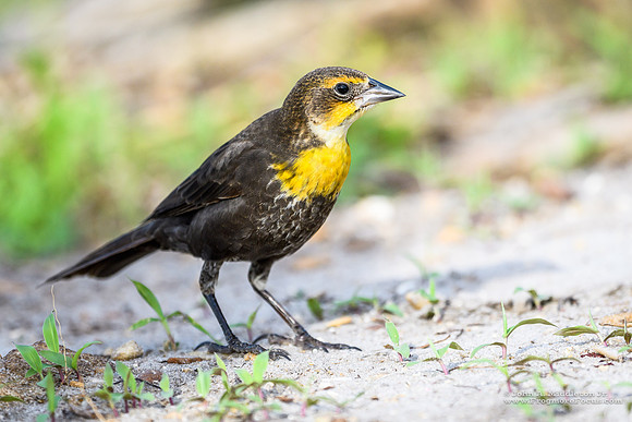 Yellow-headed Blackbird (female)